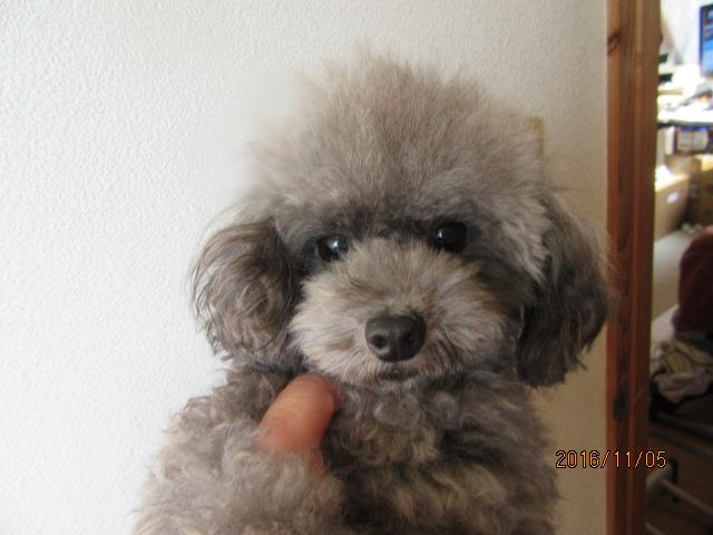 トイプードルティーカップ　シルバー