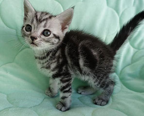 アメリカンショートヘアー