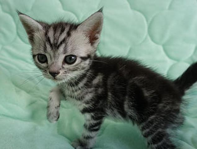 アメリカンショートヘアー