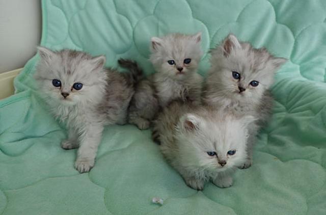 ペルシャ・ヒマラヤン