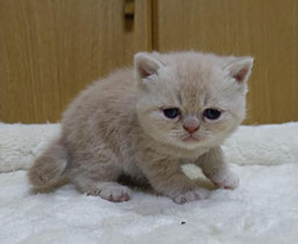 エキゾチックショートヘアー