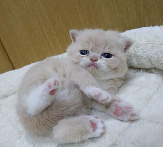 エキゾチックショートヘアー