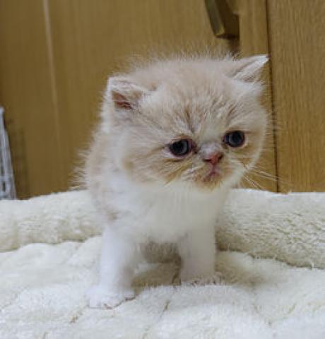 エキゾチックショートヘアー