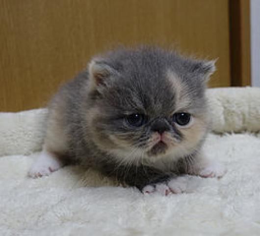 エキゾチックショートヘアー