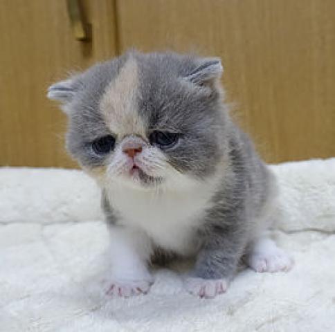 エキゾチックショートヘアー