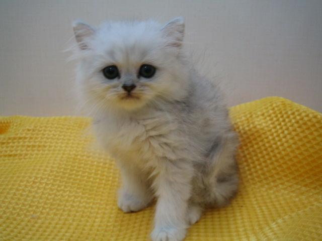 ペルシャ・ヒマラヤン