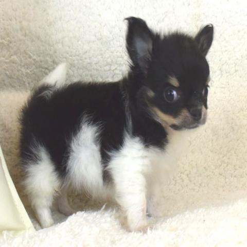 チワワ（ロングコート）