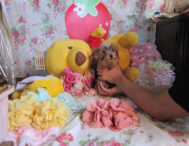 ヨークシャーテリア