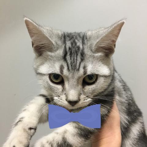 アメリカンショートヘアー