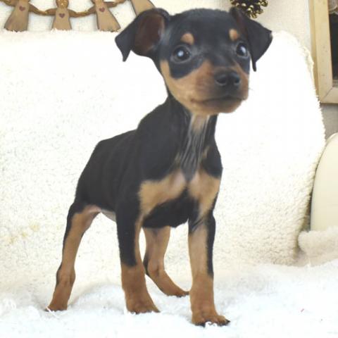 ミニチュアピンシャー