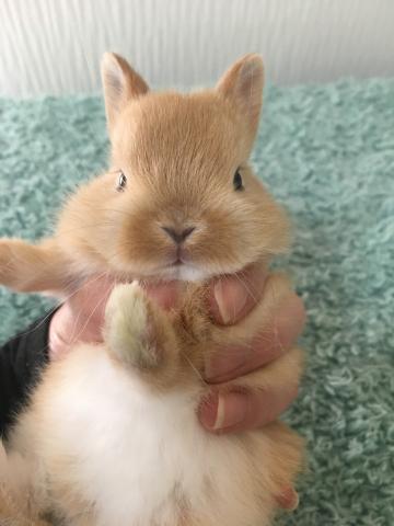 純血種ネザーランドドワーフ