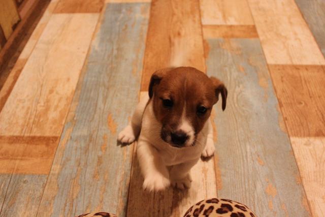 ジャックラッセルテリア