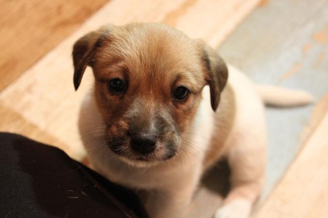 ジャックラッセルテリア