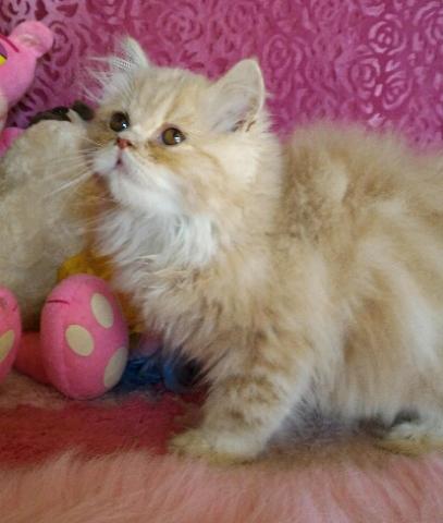 エキゾチックショートヘアー