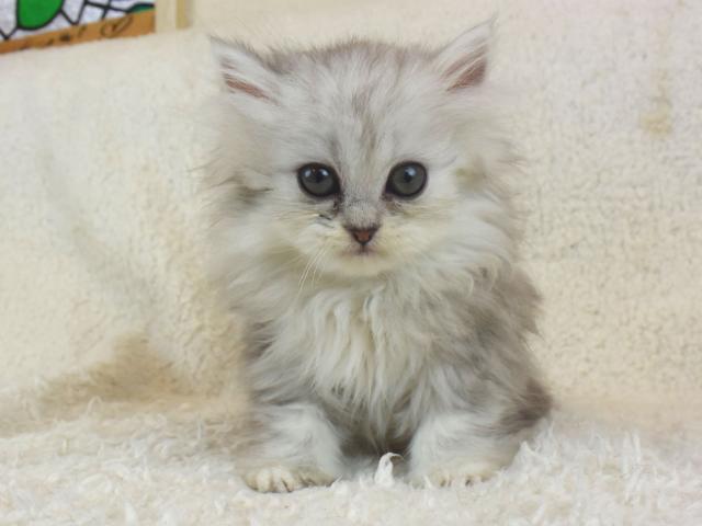 ペルシャ・ヒマラヤン