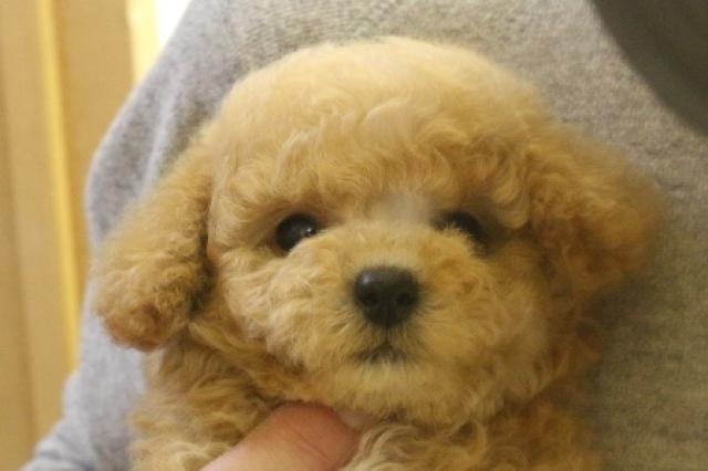 トイプードル
