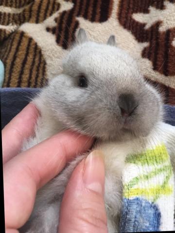 純血種ネザーランドドワーフ