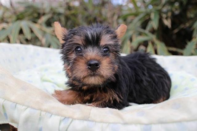 ヨークシャーテリア