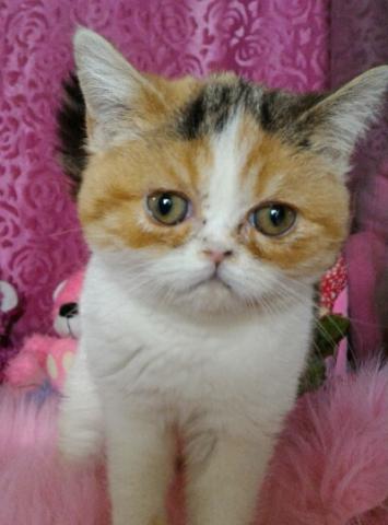 エキゾチックショートヘアー