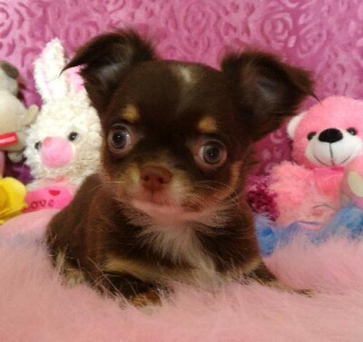 チワワ（ロングコート）