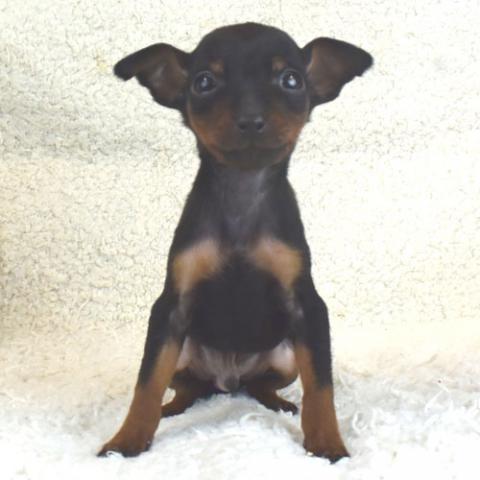 ミニチュアピンシャー