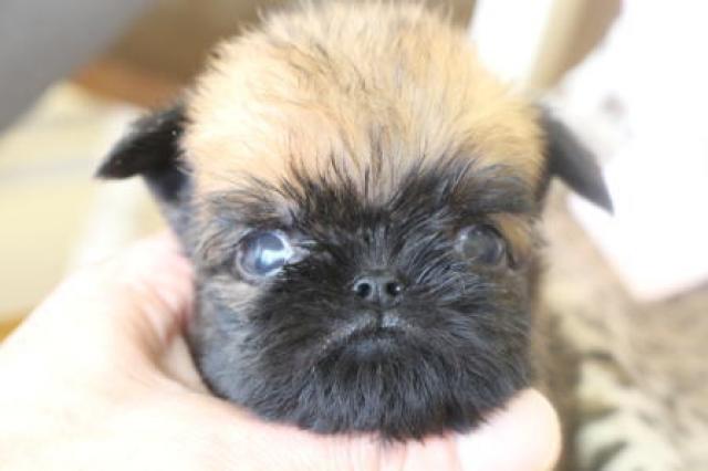 ブリュッセルグリフォン