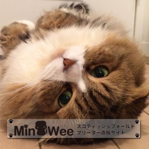 キャットハウスmin&wee