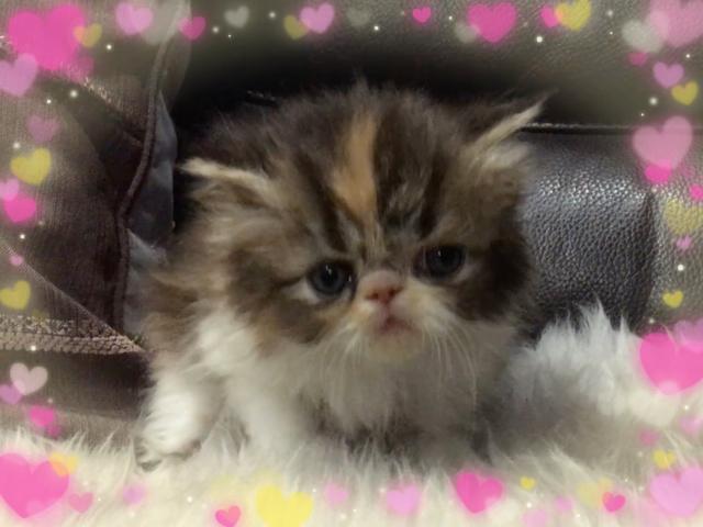 エキゾチックショートヘアー