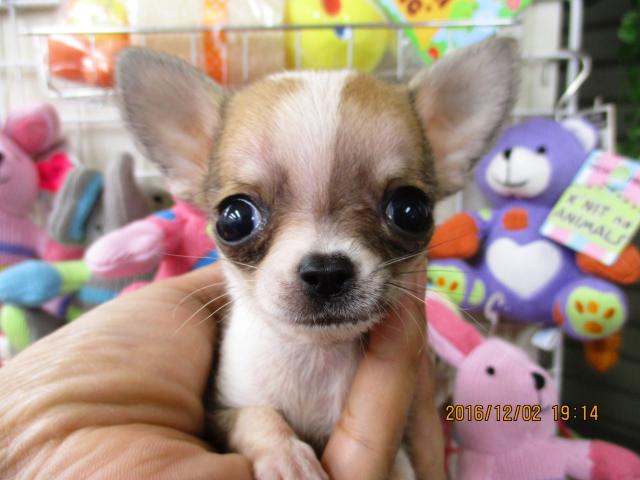 チワワ(スムースコート)