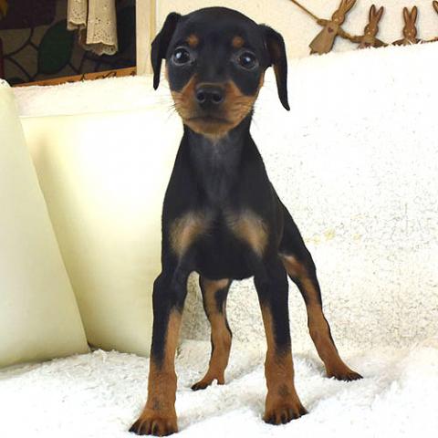 ミニチュアピンシャー