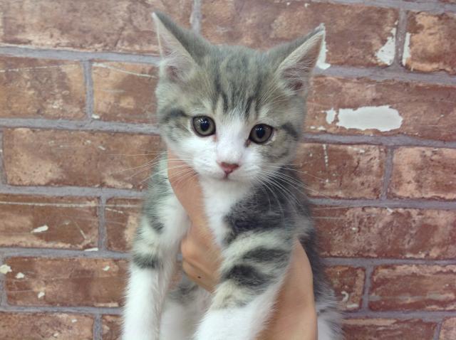 スコティッシュフォールド