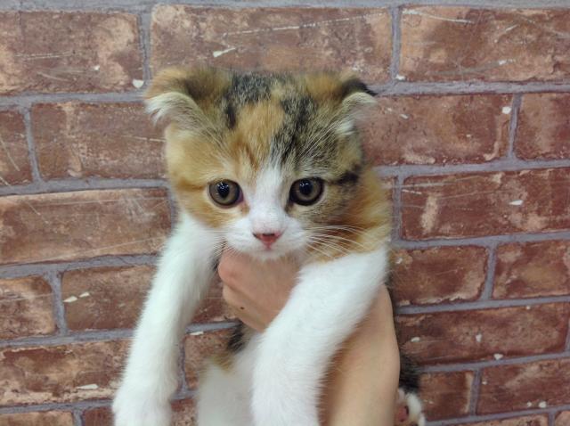 スコティッシュフォールド