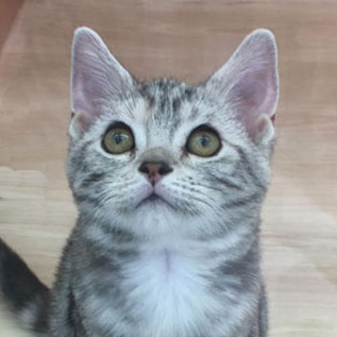 アメリカンショートヘアー