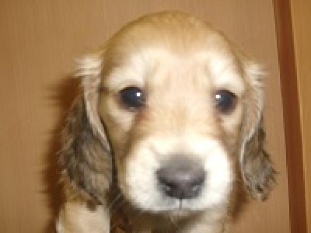 ミニチュアダックスフンド