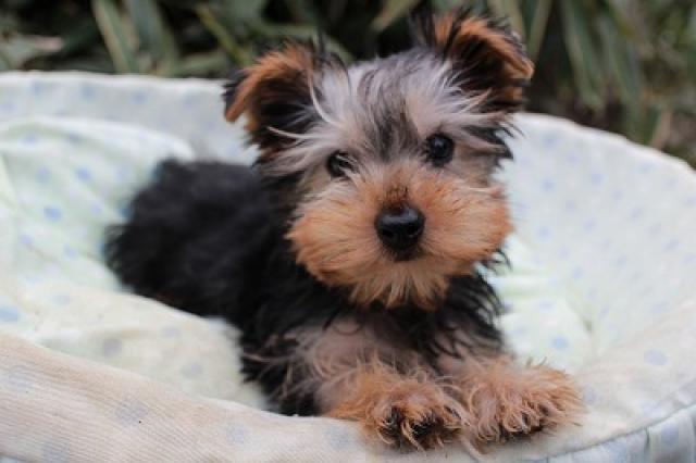 ヨークシャーテリア