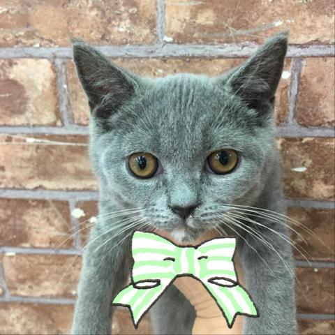 ブリティッシュショートヘア