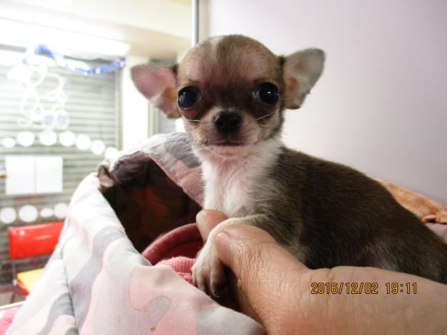 チワワ(スムースコート)