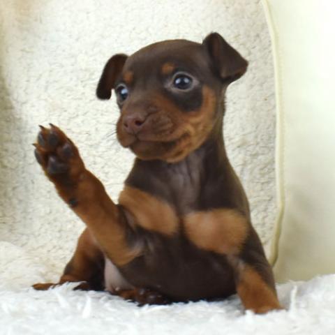 ミニチュアピンシャー