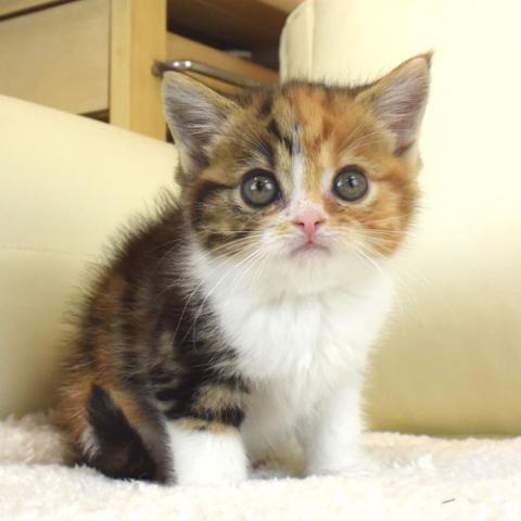 エキゾチックショートヘアー