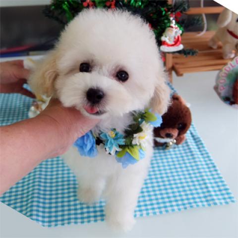 ビションフリーゼ