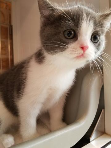 ブリティッシュショートヘア