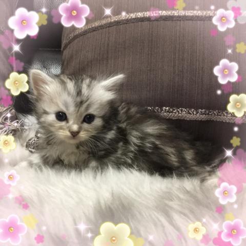 ミヌエット(旧ナポレオン)