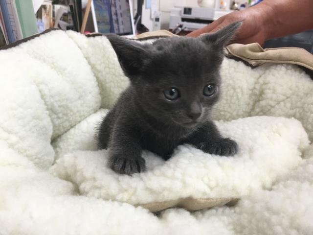 ロシアンブルー