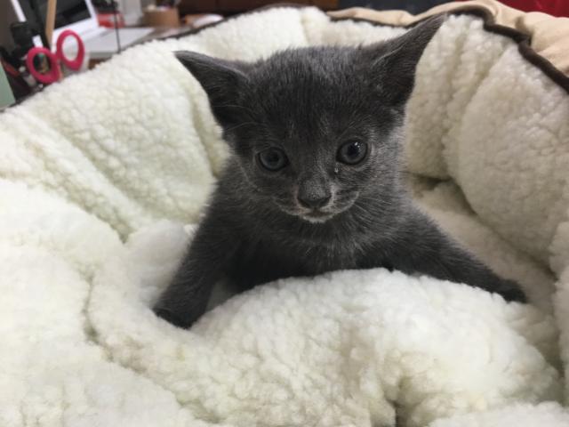 ロシアンブルー