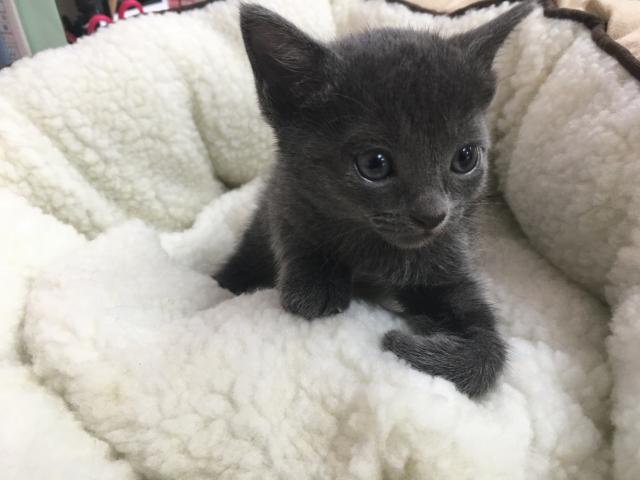 ロシアンブルー