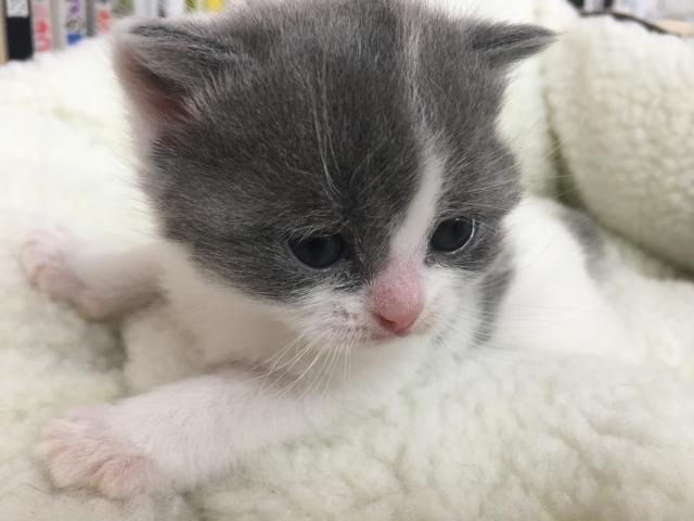 スコティッシュフォールド