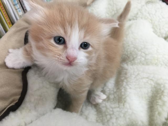 ノルウェージャンフォレストキャット