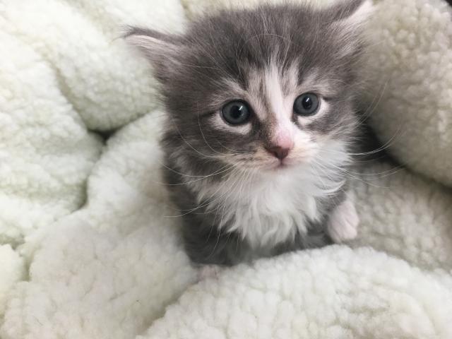 ノルウェージャンフォレストキャット