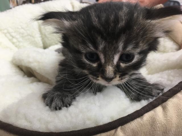 ノルウェージャンフォレストキャット