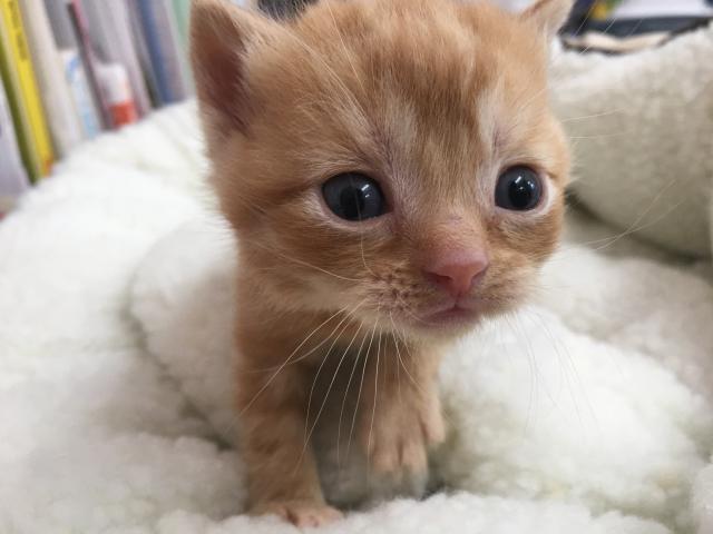 スコティッシュフォールド